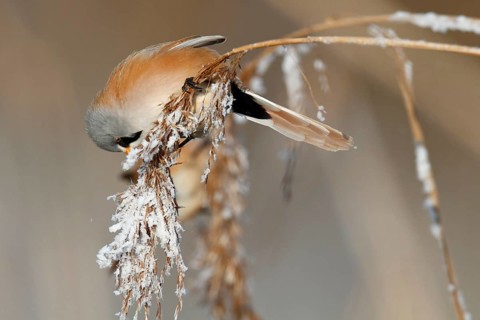 Bearded reedling