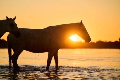Camargue horses standing in the water at sunrise