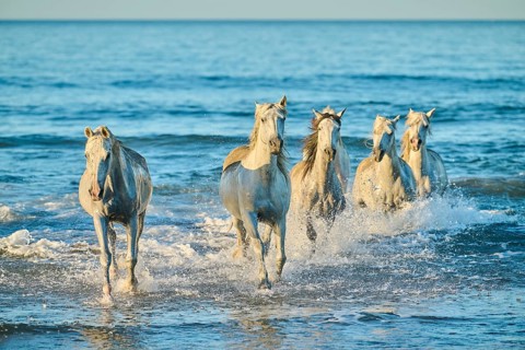 Camargue horses running out of the sea on a beach in morning light