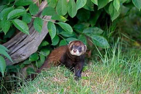 European polecat