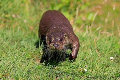European otter