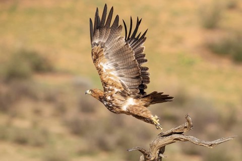 Tawny Eagle