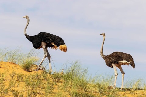 Ostrich