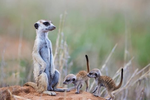 Suricate