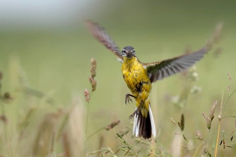 Blue-headed wagtail