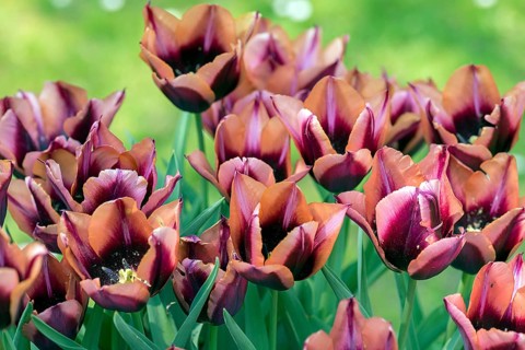 Triumph tulips