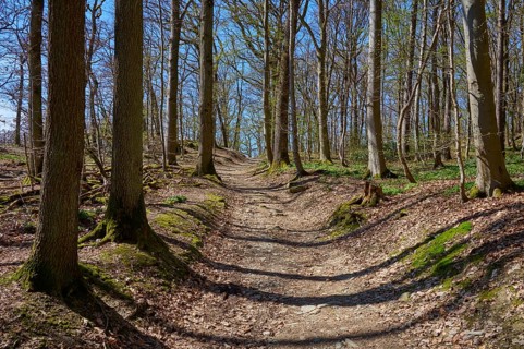 Forest path