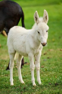 Donkey