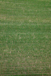 Maize field