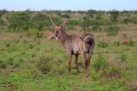 Ellipsen waterbuck