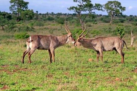 Ellipsen waterbuck