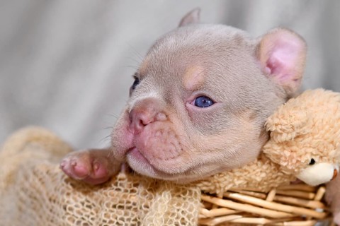 Portrait of Isabella Orange Tan maskless French Bulldog puppy