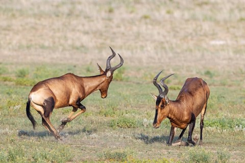 Red Hartebeest