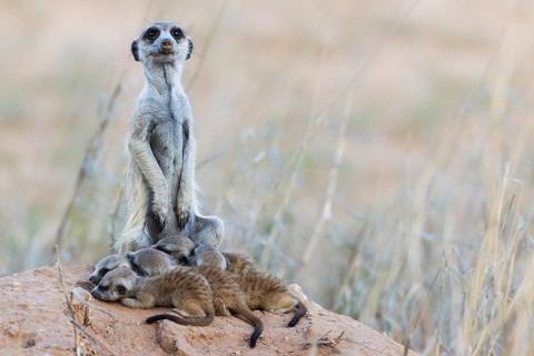 Suricate
