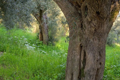 Old olive trees