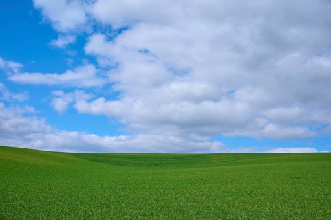 Grain field