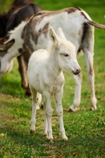 Donkey