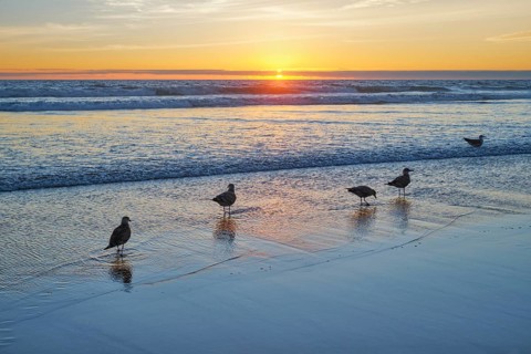 Seagulls on beach sund at atlantic ocean sunset with surging waves at Fonte da Telha beach