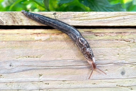 Great grey slug