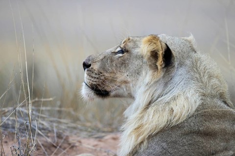 Lion