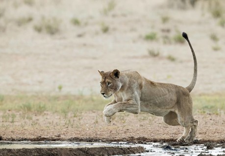 Lion