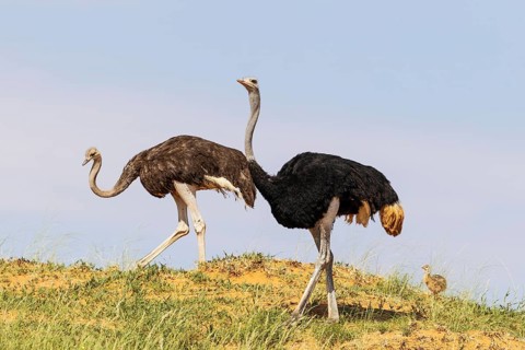 Ostrich