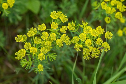 Cypress spurge