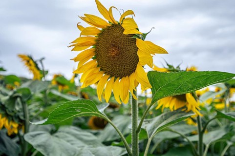 Flowering sunflower