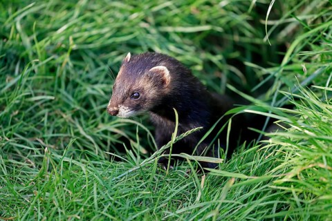 European polecat