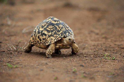Leopard tortoise