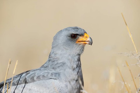Pale-chanting Goshawk