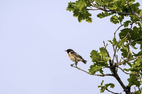 European stonechat