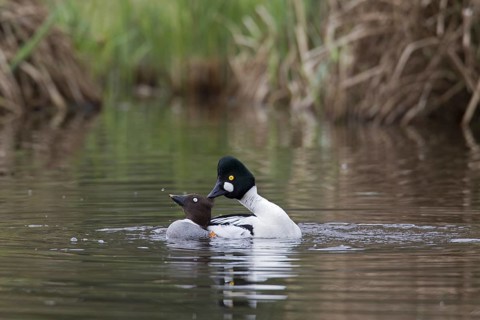 Common goldeneye