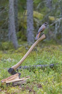 Siberian jay