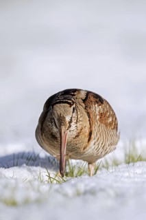 Eurasian woodcock