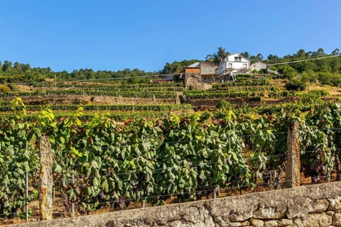 Grapes growing on grapevines
