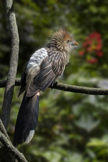 Guira cuckoo