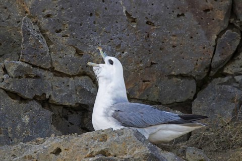Northern fulmar