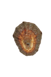 Rayed Mediterranean limpet
