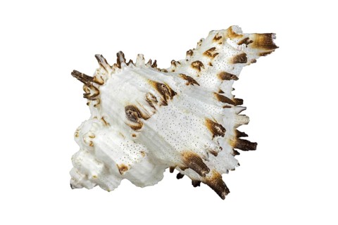 Hexaplex species