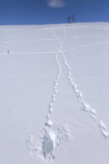 Rock ptarmigan