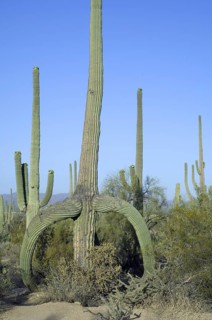 Saguaro