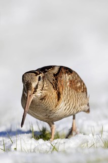 Eurasian woodcock