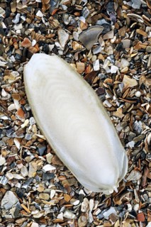Cuttlebone
