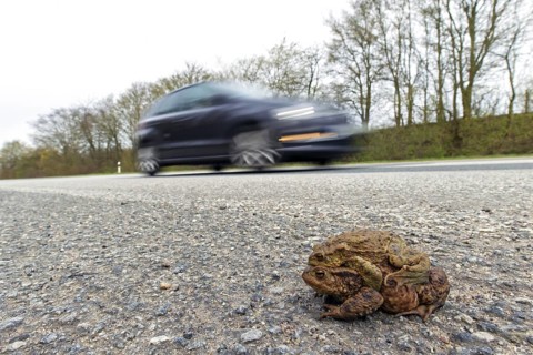 Common toad