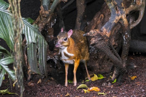 Lesser mouse-deer
