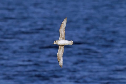 Northern fulmar