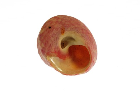 Painted top shell