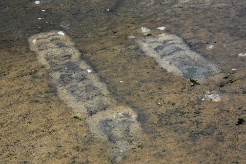 Traces by gulls in shallow water on mudflat from foot-paddling to whirl up small animals lying in the mud like mollusks