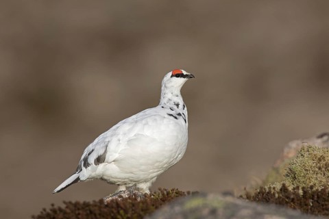Rock ptarmigan